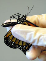 Closeup of monarch body