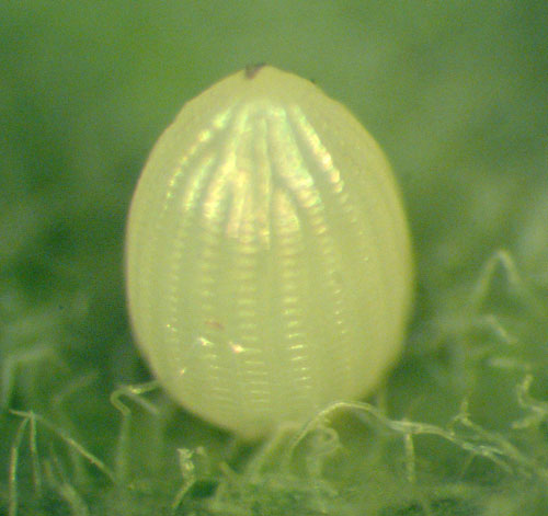 Monarch Egg