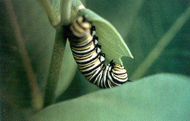 Larva chewing milkweed