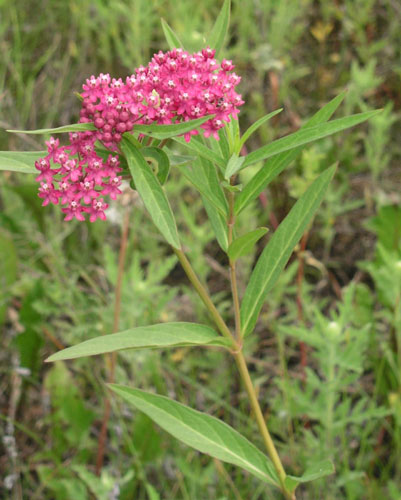 A. incarnata