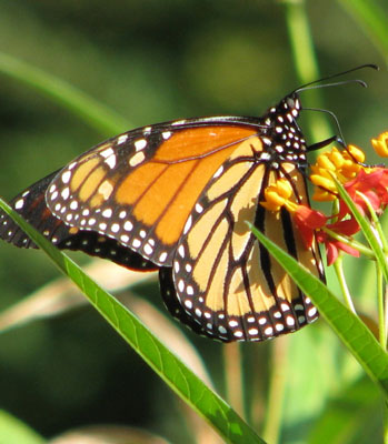 Adult monarch nectaring in New York City. 