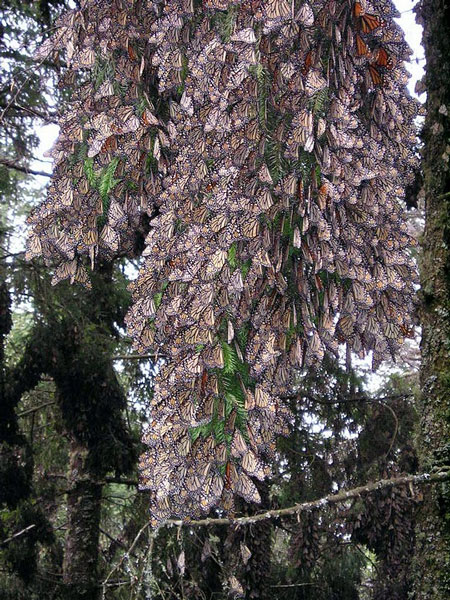 Overwintering cluster of monarchs