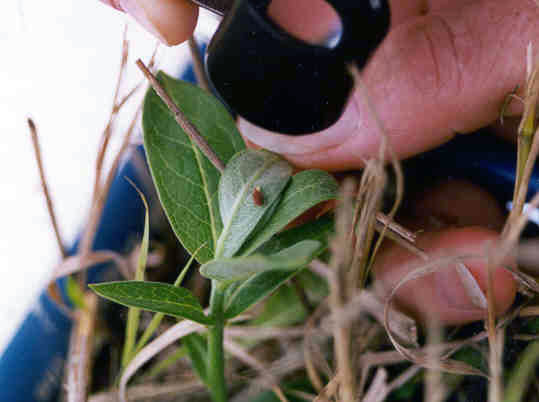 Spider mite eating egg