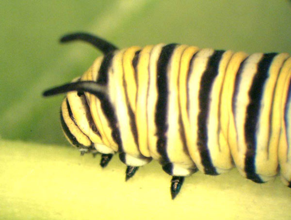 Closeup of larva